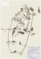 藏品(金劍草)的圖片